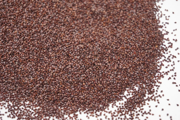 Graines d'oseille pour micro pousses