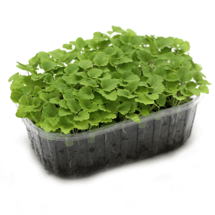 agastache micro pousse.webp