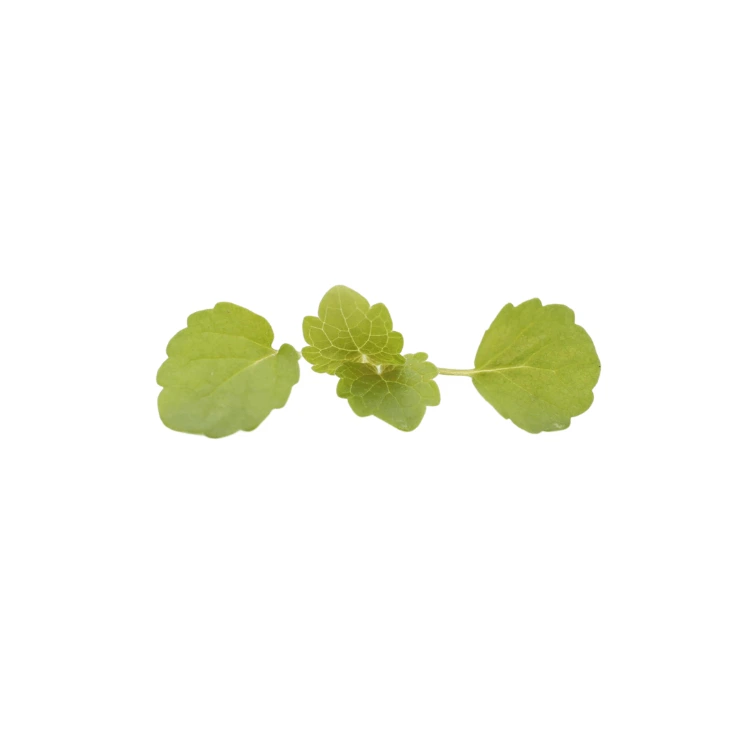 feuille d'agastache micropousse.webp