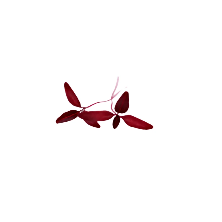 2.webp