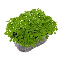 Barquette de micro pousse basilic citron.webp