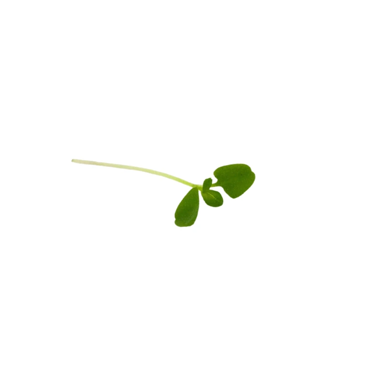 Micro green basilic citron.webp