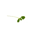 Micro green basilic citron.webp