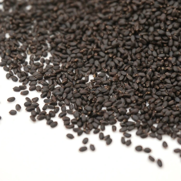 Micro green basilic pourpre.webp