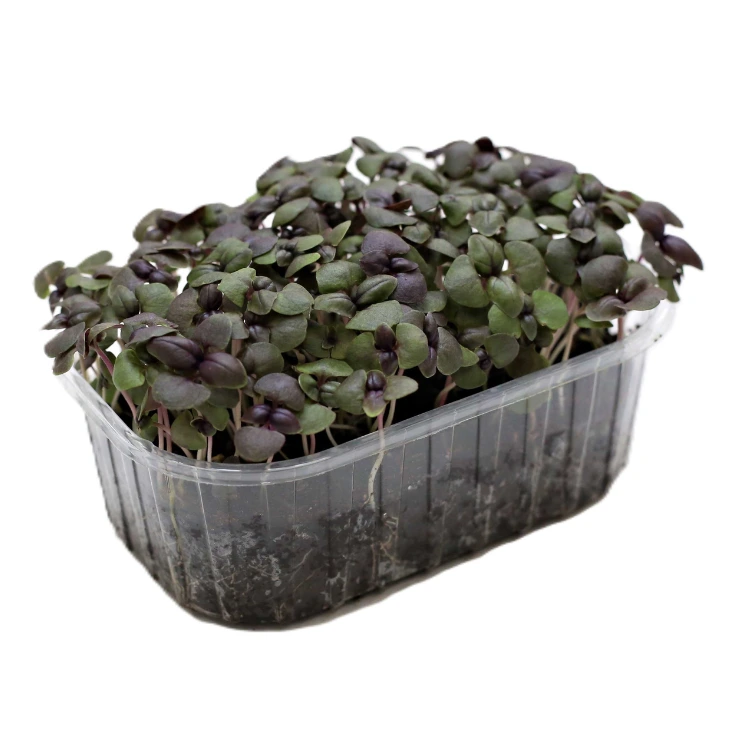 Micro pousse basilic pourpre.webp