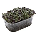 Micro pousse basilic pourpre.webp