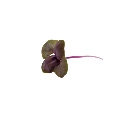 Micro cress basilic pourpre.webp