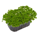 seeds basilic thai.webp
