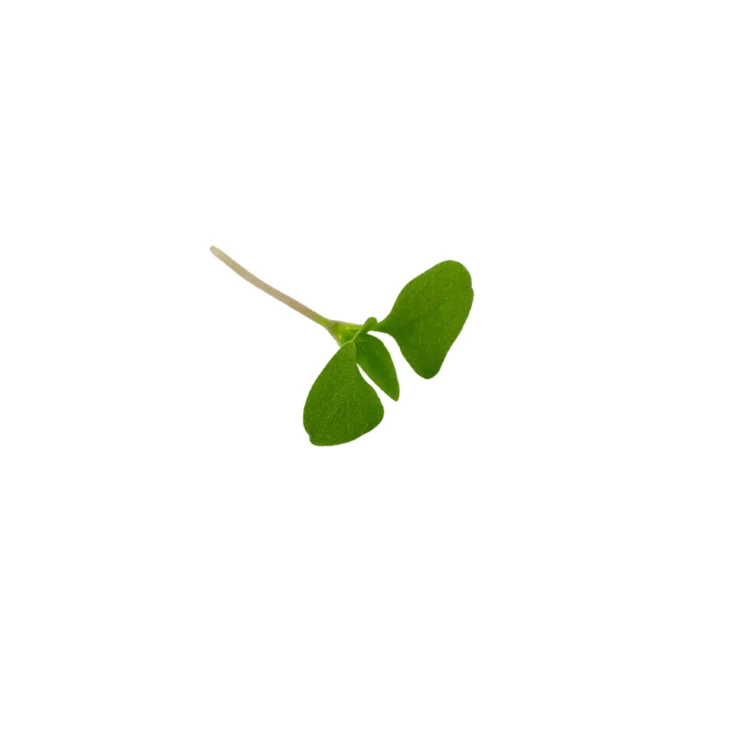 micro pousse feuille basilic thai.webp