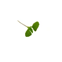 micro pousse feuille basilic thai.webp