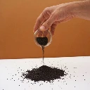 Basilic vers micro-pousses.webp