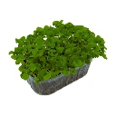 Barquette profil Basilic vert microgreen.webp