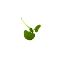 Basilic vert pousse micro.webp