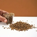 graines de bettterae pour micro pousses.webp