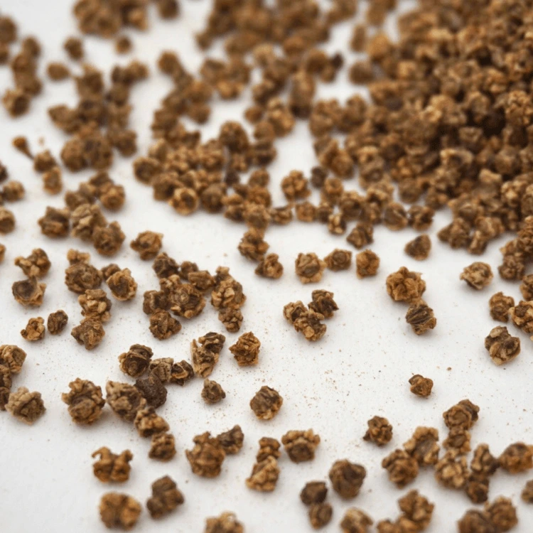 micropousse betterave microgreen.webp