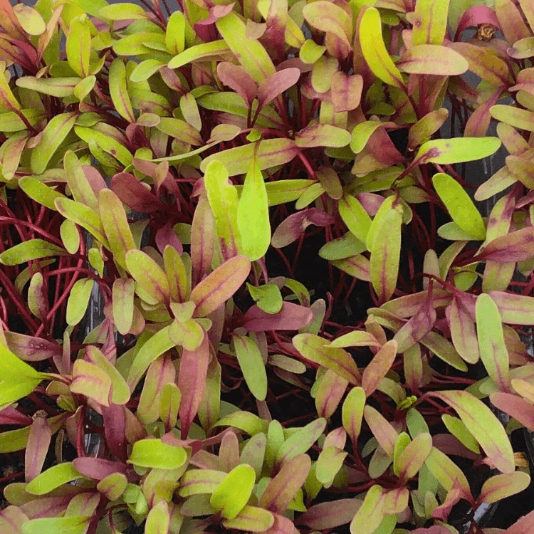 micro pousse graines france blette.webp