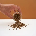 graine de bette pour micropousse.webp