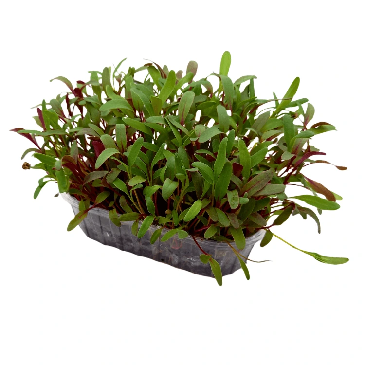micropousse blette tricoloare france.webp