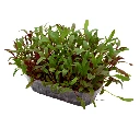 micropousse blette tricoloare france.webp