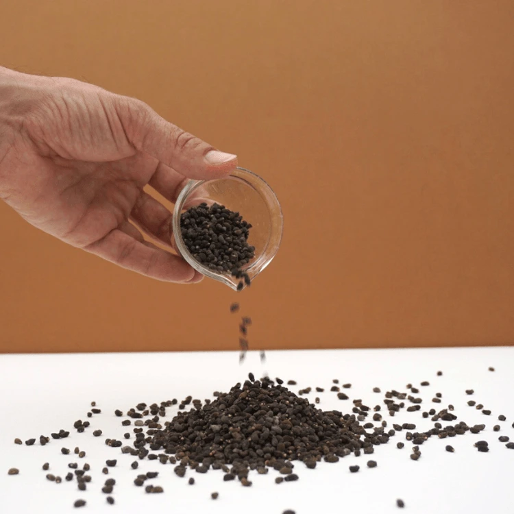 graines de bourrache pour micro green.webp