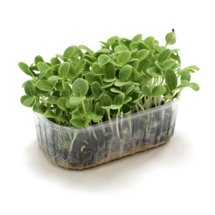 barquette micro pousse de bourrache.webp