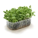 barquette micro pousse de bourrache.webp