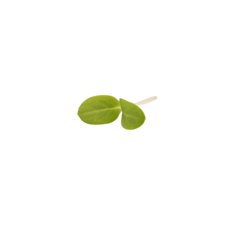 micro pousse de bourrache cress.webp