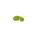 micro pousse de bourrache cress.webp