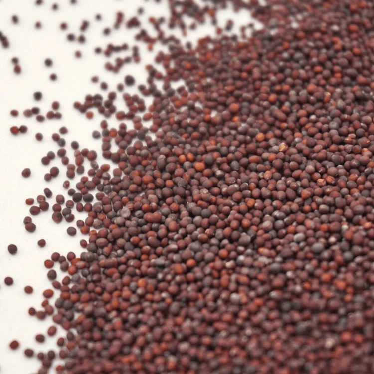 graines micropousse brocoli.webp
