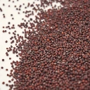 graines micropousse brocoli.webp