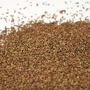 graines de micropousse celeri (2).webp