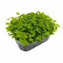 micro seed celeri (2).webp