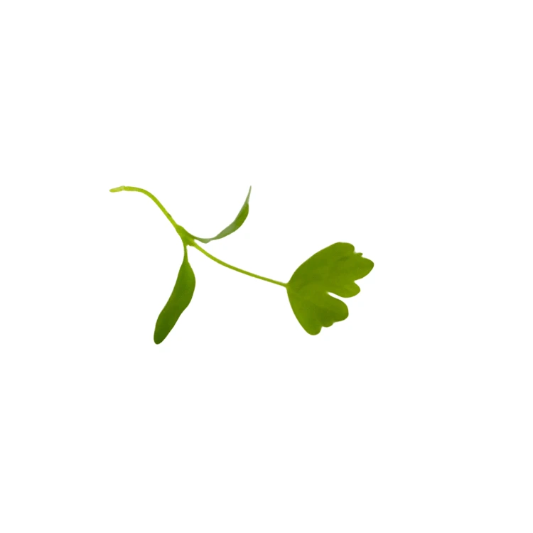 micro greene celeri (2).webp