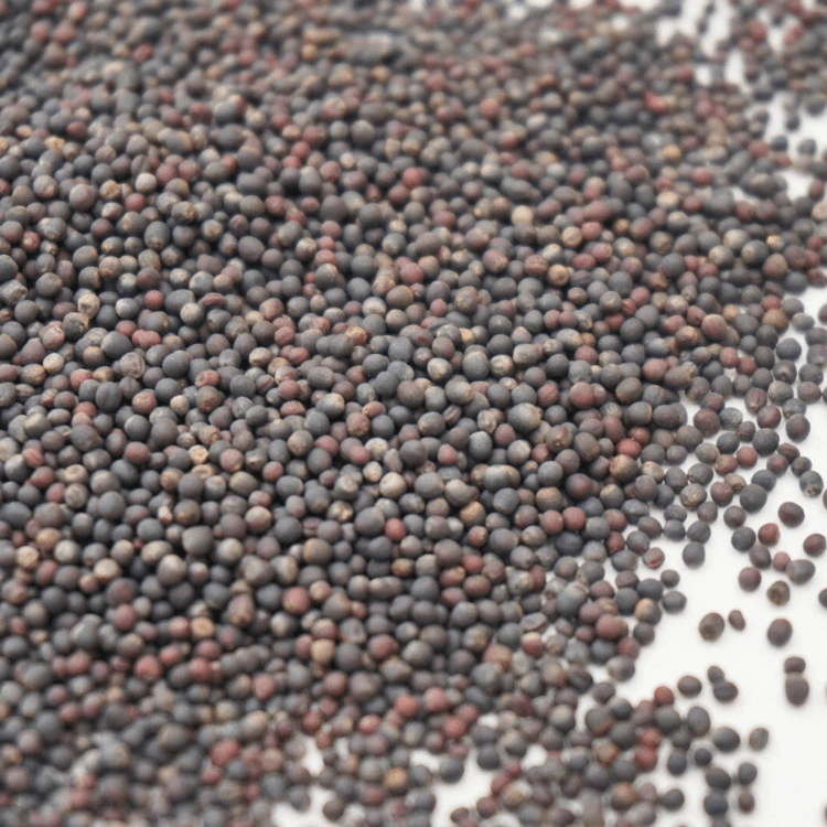 micro cress chou kale.webp