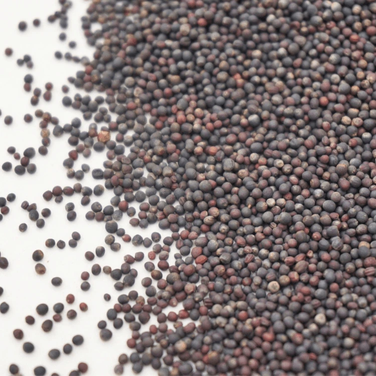 chou kale micro seeds.webp