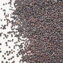chou kale micro seeds.webp