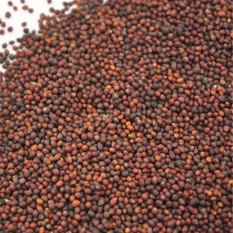 graines de choux rouge pour micro pousse.webp