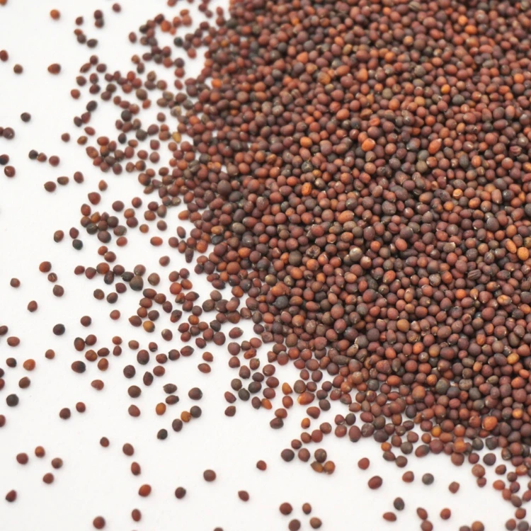 micro pousses chou rouge seed.webp