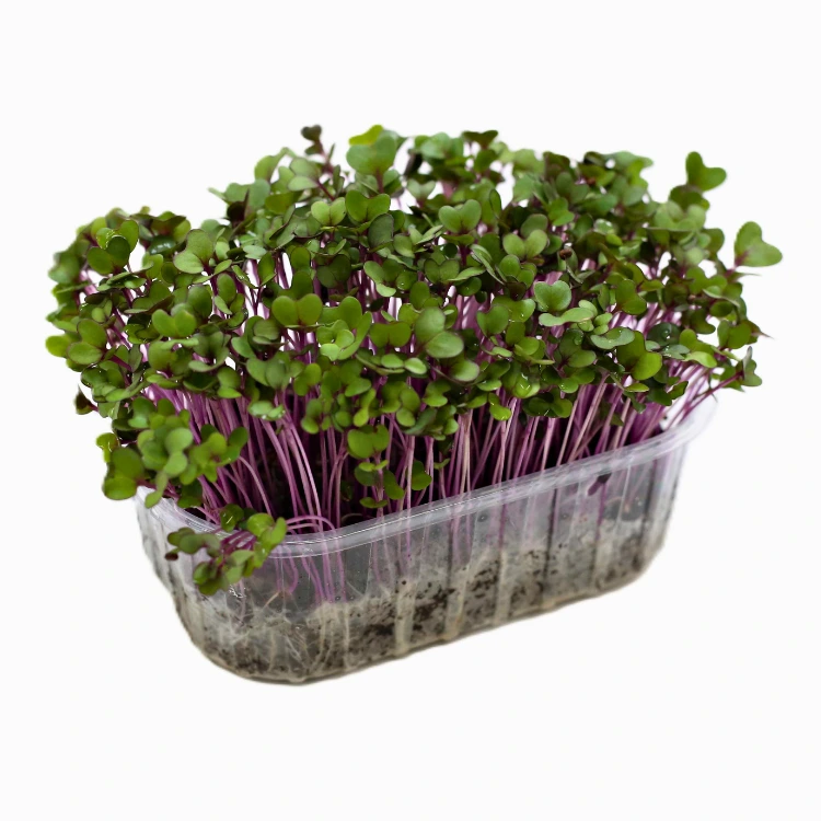 barquette micro cress chou rouge.webp