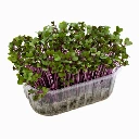 barquette micro cress chou rouge.webp