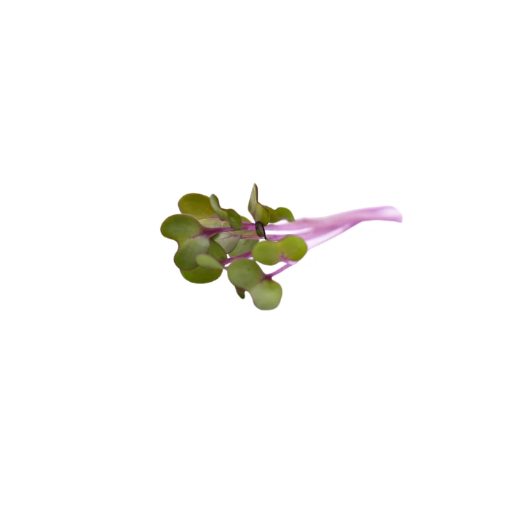 pousse jeune de chou rouge restauration.webp