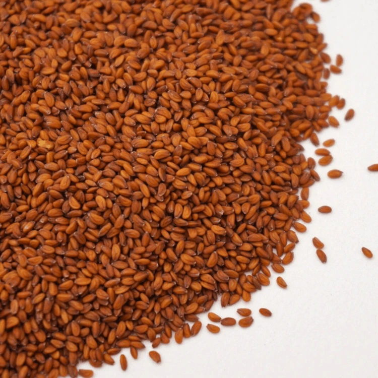 micro cress cresson.webp