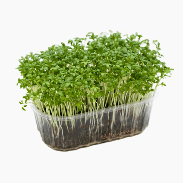 micro seed cresson.webp
