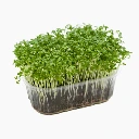 micro seed cresson.webp