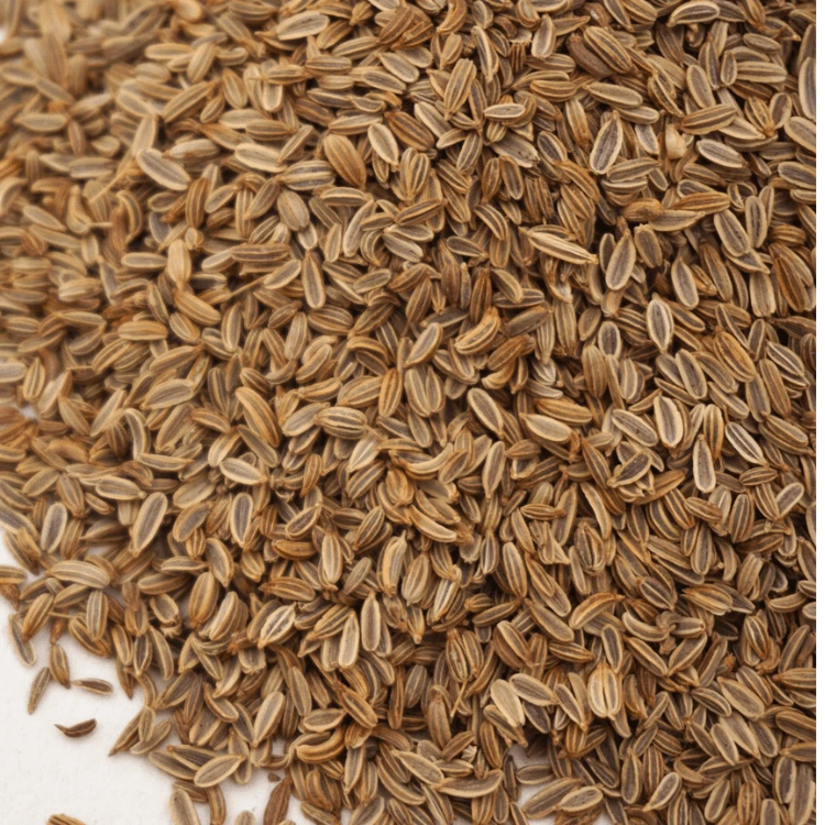 fenouil cress micro pousse.webp