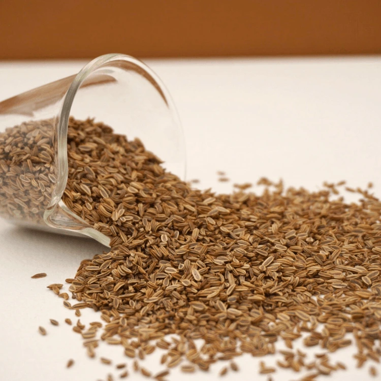 fenouil micro seed micro green.webp