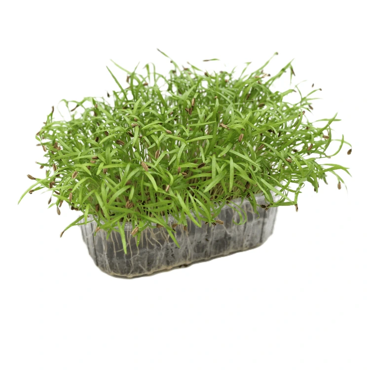 micropousse fenouil seed.webp