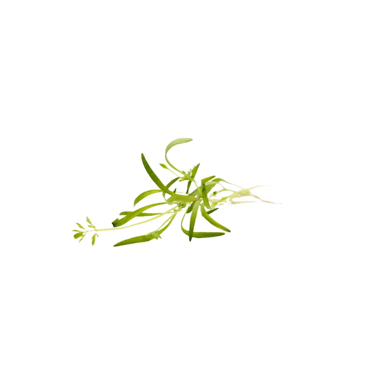 micro cress fenouil.webp