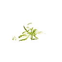 micro cress fenouil.webp