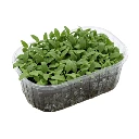micropousse ficoide glacial.webp